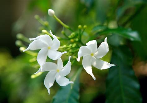 jasminstar|star jasmine as a shrub.